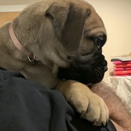 Bullmastiff Puppies from Curnwood’s Bullmastiff’s