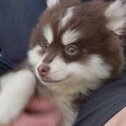 Woody - Chocolate male Pomsky puppy in Spring Hill, Florida from PDQ Pomskies
