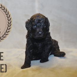 Purple - Poodle puppy in Texas from Palace Pups NTX