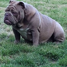 Stella Rose - Bulldog