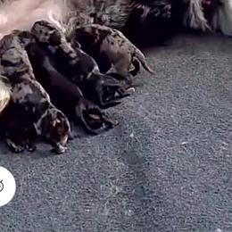 Paisley - Blue merle female Aussiedoodle puppy in Fredonia, Pennsylvania from Drew’s Aussies & Doodles
