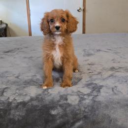 Jose - Red female Cavapoo puppy in Copan, Oklahoma from Tatums cavapoos