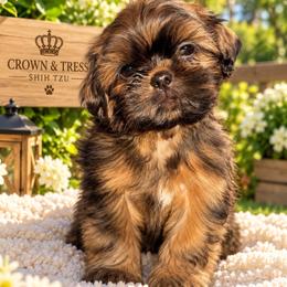 Prince Coop - Black and tan male Shih Tzu puppy in Xenia, Ohio from Crown & Tress Shih Tzu