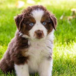 Glacier - Red tri male Miniature Australian Shepherd puppy in Blackfoot, Idaho from Bellewynd Acres