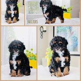 Cockapoo Puppies from Lulu's Cockapoos