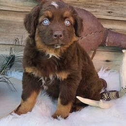 Australian Shepherds from Gypsy Creek Aussies & Stock Dogs