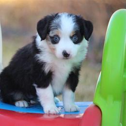 Australian Shepherd and Miniature Australian Shepherd Puppies from Canyon Creek Aussies