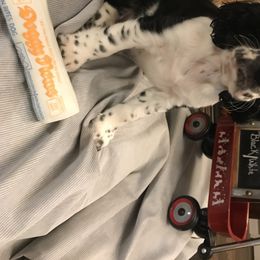 English Springer Spaniel Puppies from River’s Edge ~ English Springer Spaniels