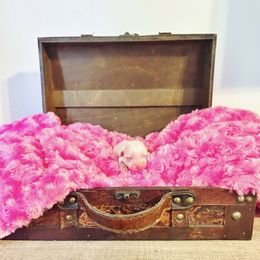 Maltese, Maltipoo, Poodle, and Yorkshire Terrier Puppies from Paw Perfect Pets