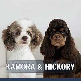 Cockapoo puppies from Paradise Cockers