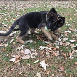 German Shepherd Puppies from Steffca