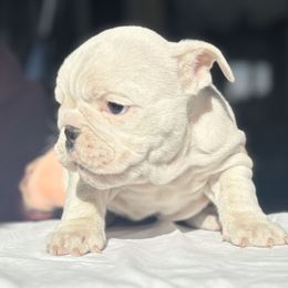 Bulldog Puppies from Anthony Manor Bulldogs
