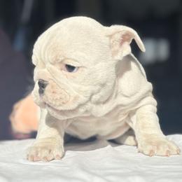 Bulldog Puppies from Anthony Manor Bulldogs