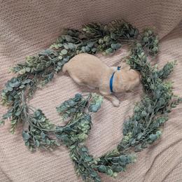 Blue Male - Black male Labrador Retriever puppy in Briggsdale, Colorado from LC Hunting Labs, LLC.