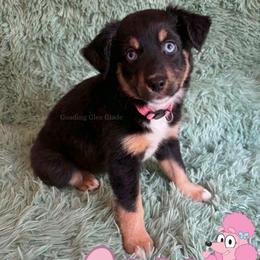 Coco - Black tri female Miniature American Shepherd puppy in Millington, Tennessee from Goading Glee Glade