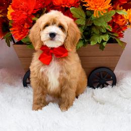 Heath - Apricot male Goldendoodle puppy in Statesville, North Carolina from Doodle Babies