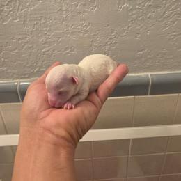 Sunny - Apricot male Poodle puppy in Lawton, Oklahoma from My Precious Toy Poodles