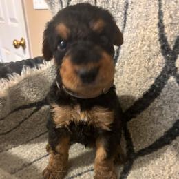 Teddy - Black and tan male Airedale Terrier puppy in Huntersville, North Carolina from Cool Hand Luke Kennels