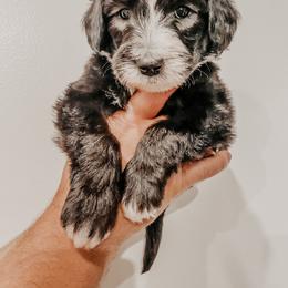 Sheepadoodle Puppies from DOODCompany