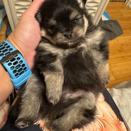 Ace - Black and tan male Pomeranian puppy in North Port, Florida from POMRITA POM’S