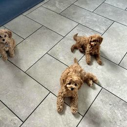 Boxer and Cavapoo Puppies from Acadian Kennels