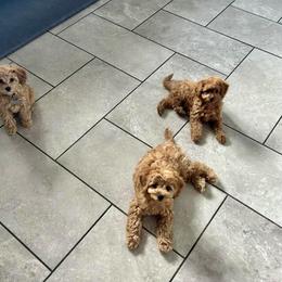 Boxer and Cavapoo Puppies from Acadian Kennels