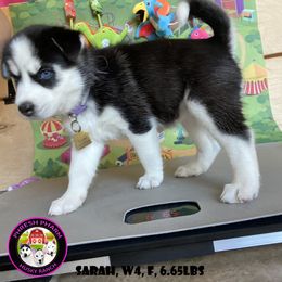 Siberian Husky Puppies from Phresh Pharm Husky Ranch