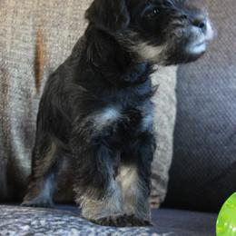 River AKC - Black and silver male Miniature Schnauzer puppy in Richardton, North Dakota from Crooked Tree Ranch