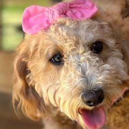 Zoey - Goldendoodle