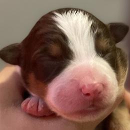 Girl 1 - Australian Shepherd puppy from Saltair Australian Shepherds