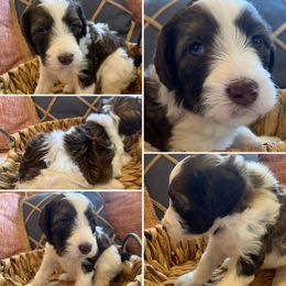 Girl 3 - Aussiedoodle puppy in Decatur, Alabama from Flint Creek Doodles