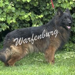 German Shepherd puppies from Warfenburg
