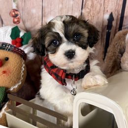 Cleveland - White male Havanese puppy in Clermont, Florida from Country Sweet Havanese and Creative Coaching