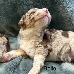 Belle - Red merle female Aussiedoodle puppy in Mountain Home, Arkansas from White River Doodles