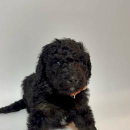 Thibodeaux - Orange Collar - Phantom male Bernedoodle puppy in Carencro, Louisiana from Southern Bayou Poodles and Doodles