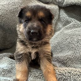 Treasure - Black and red female German Shepherd puppy in Graham, Washington from Wildeflecken Shepherds