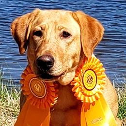 Labrador Retrievers from Victory Retrievers