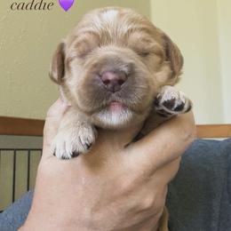 Caddie - Apricot female Australian Labradoodle puppy in Chuluota, Florida from Delano Australian Labradoodles