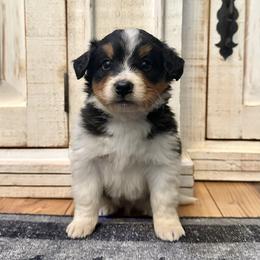 Tricolor with white underside - Tri-color male Bernedoodle puppy in Brooksville, Florida from Kruger Doodles