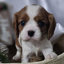 Aussiedoodles, Cavalier King Charles Spaniels, Companion Crosses, French Bulldogs, Goldendoodles, Morkies, Pomskies, Pugs, and Yorkshire Terriers from We R Puppies