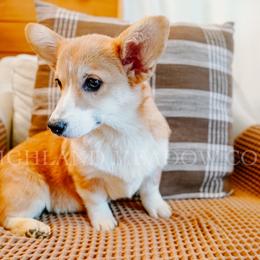 Zoe - Red female Pembroke Welsh Corgi puppy in Bend, Oregon from Highland Meadow Corgis