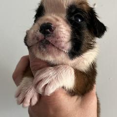 Boxer Puppies from Von Royal Dell’Infinite