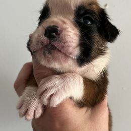Boxer Puppies from Von Royal Dell’Infinite