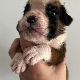 Boxer Puppies from Von Royal Dell’Infinite
