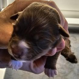 Girl 7 - female Australian Shepherd puppy in Bloomfield, New York from Wayward Trails Kennel