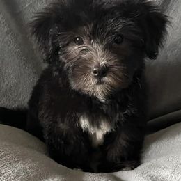 Havanese from Hidden Lakes Farm