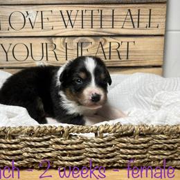 Australian Shepherd Puppies from Kayla's Aussies