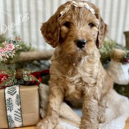 Goldendoodle Puppies from All My Doodles