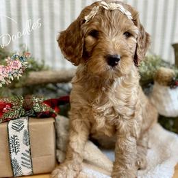 Goldendoodle Puppies from All My Doodles