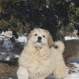 Great Pyrenees Puppies from Prospect Pyrenees